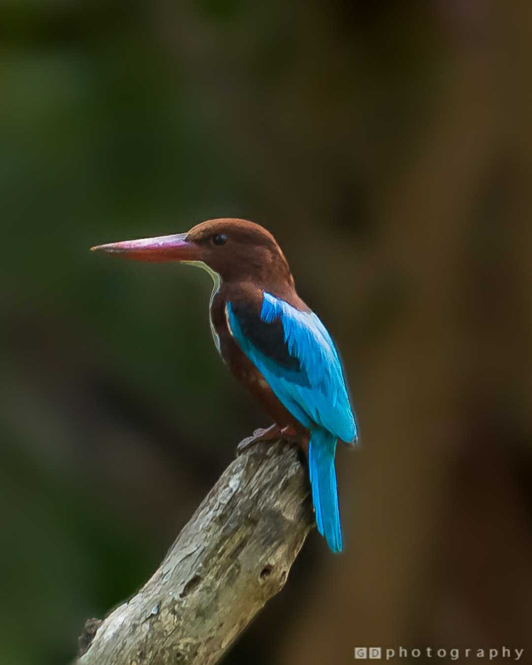 White Throated Kingfisher