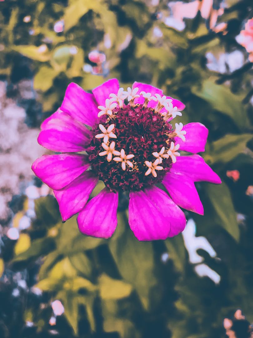 flower 😍