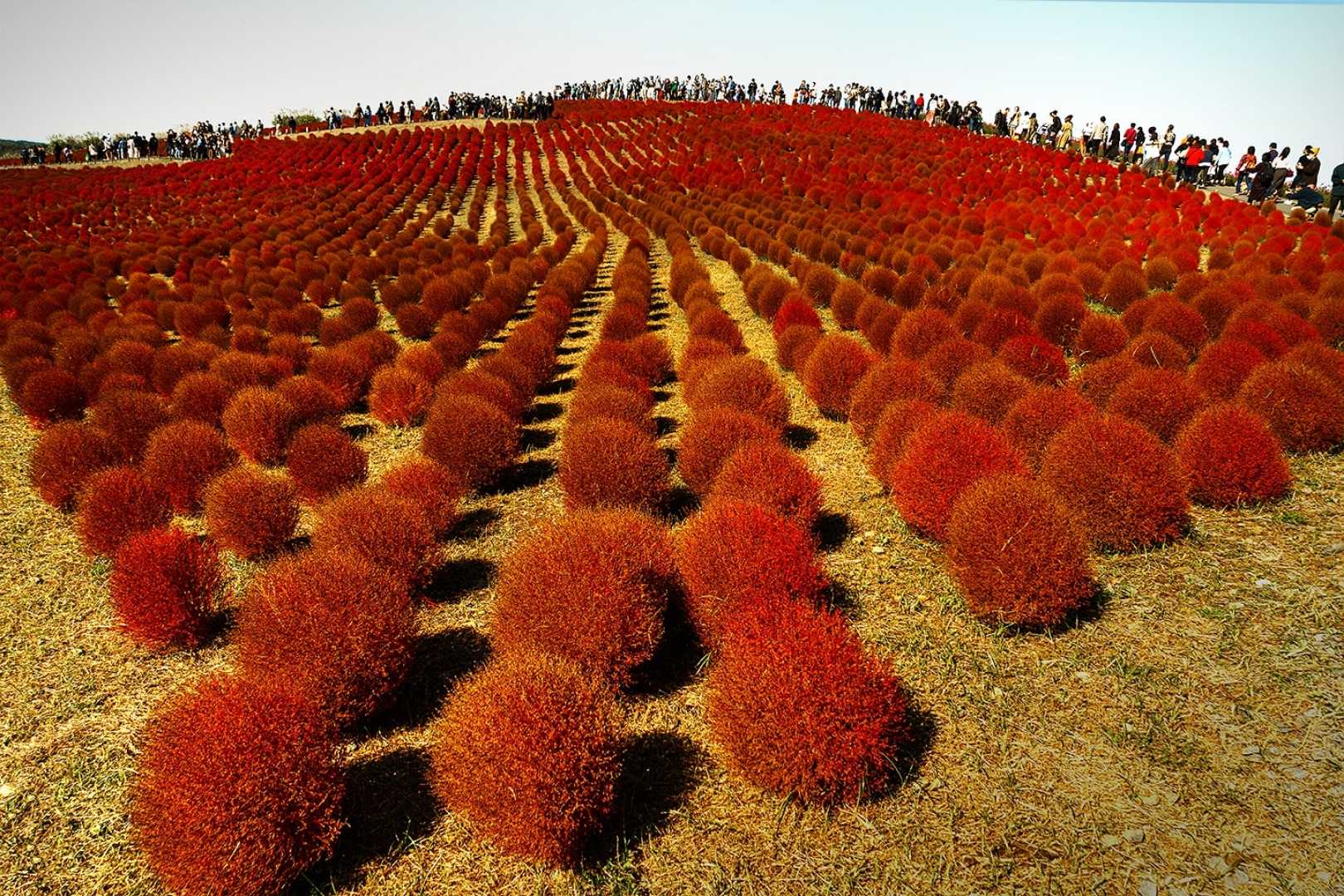 hitachi seaside park