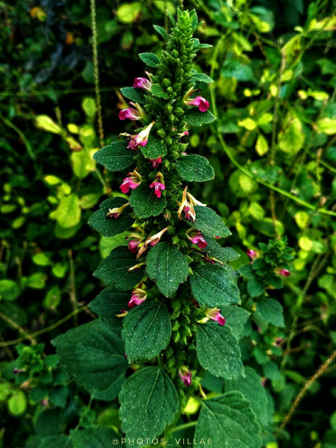 NATURE