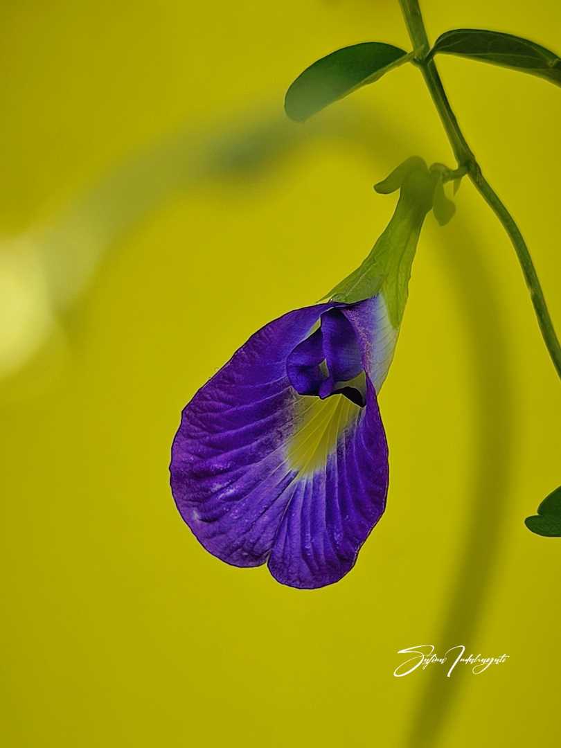 Butterfly Pea Flower