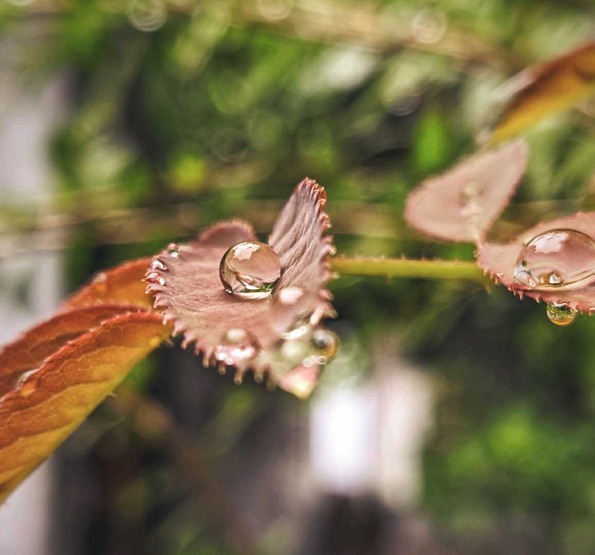 EVERYTHING HAS BEAUTY