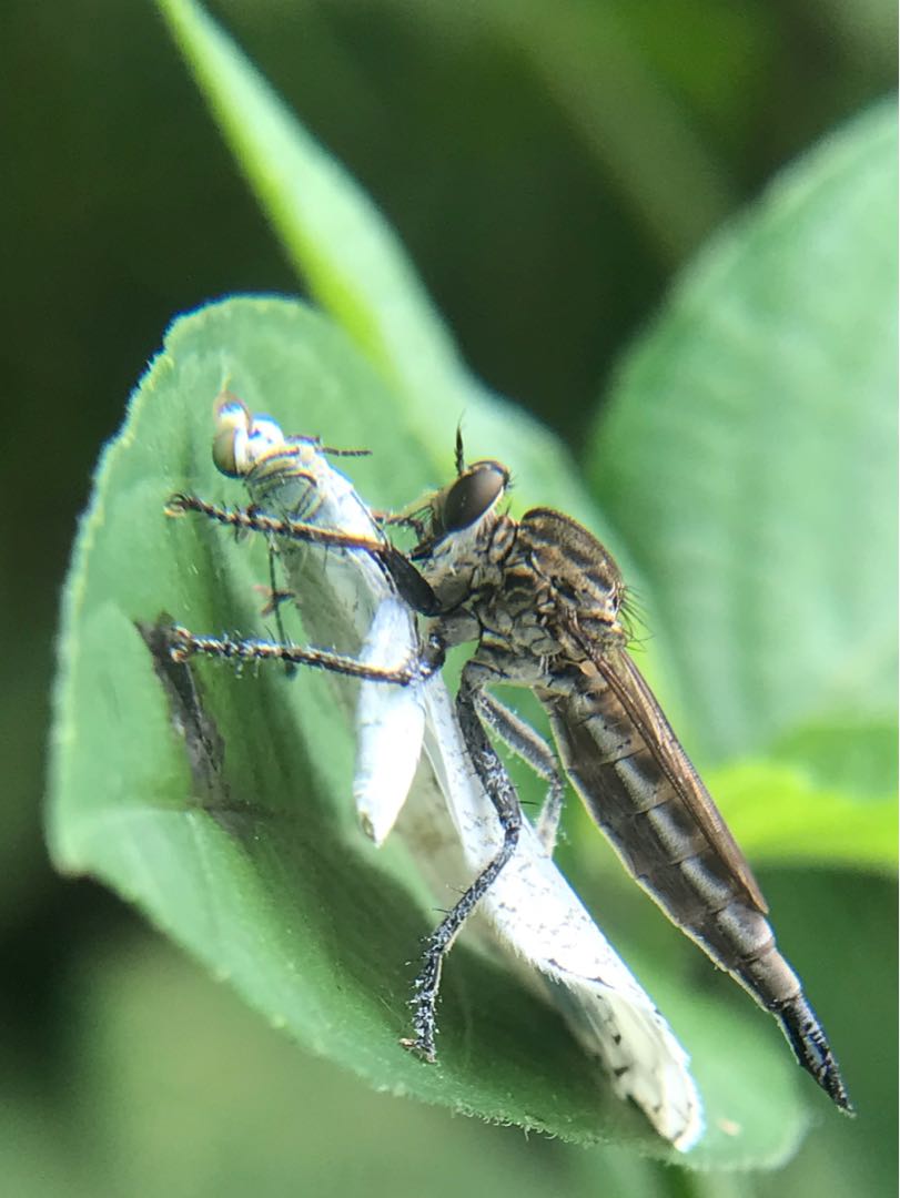 Robber Fly with prey