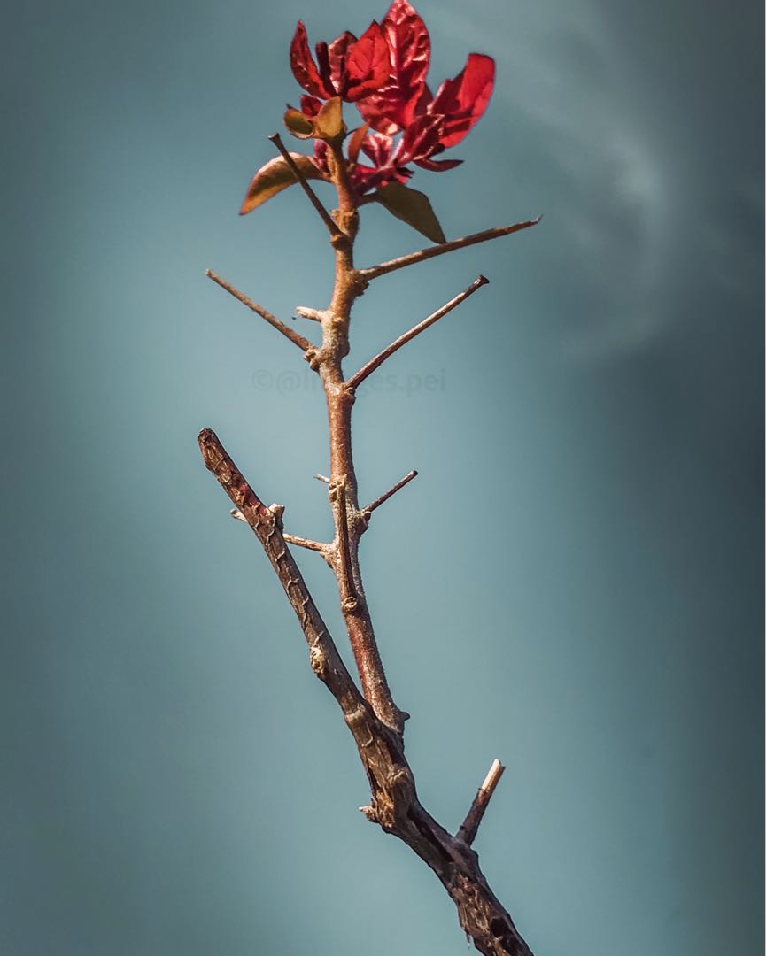Complexities in the minimal world.🥀🥀
