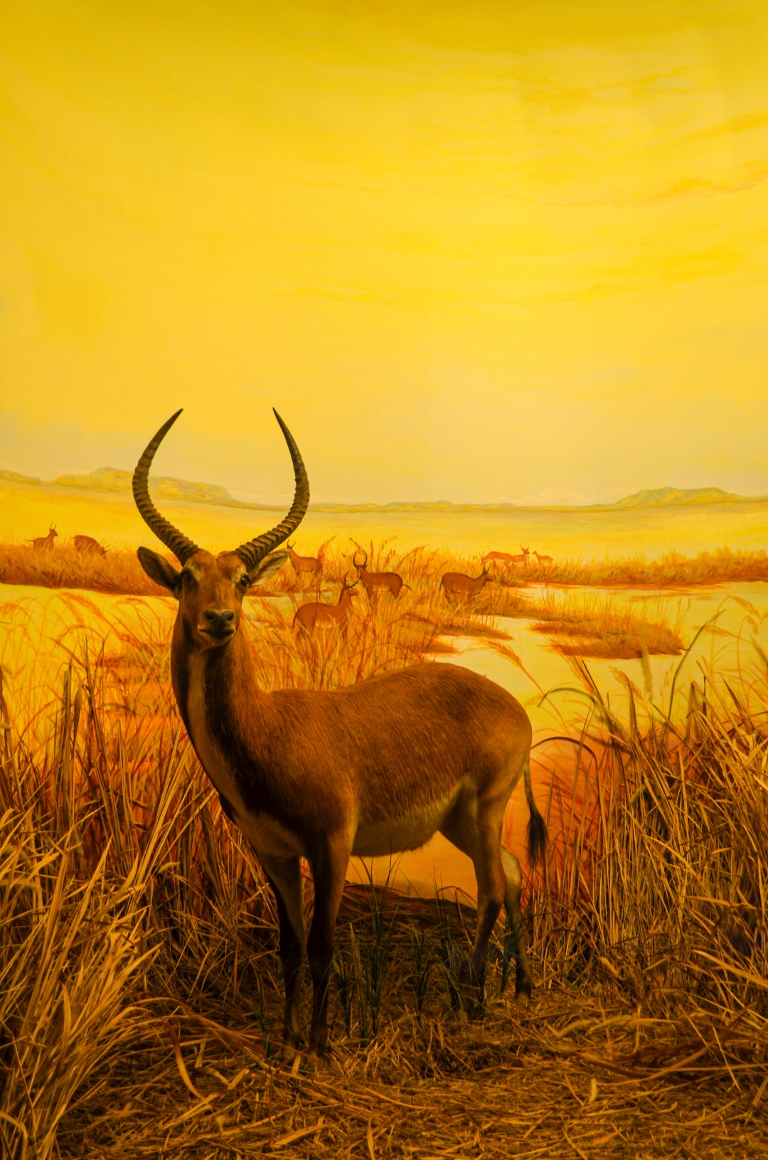 Animal Museum Jatim Park II