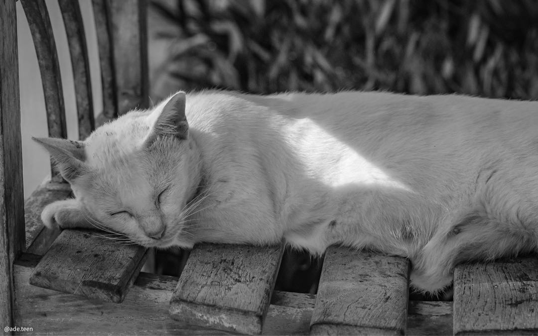 kucing tidur