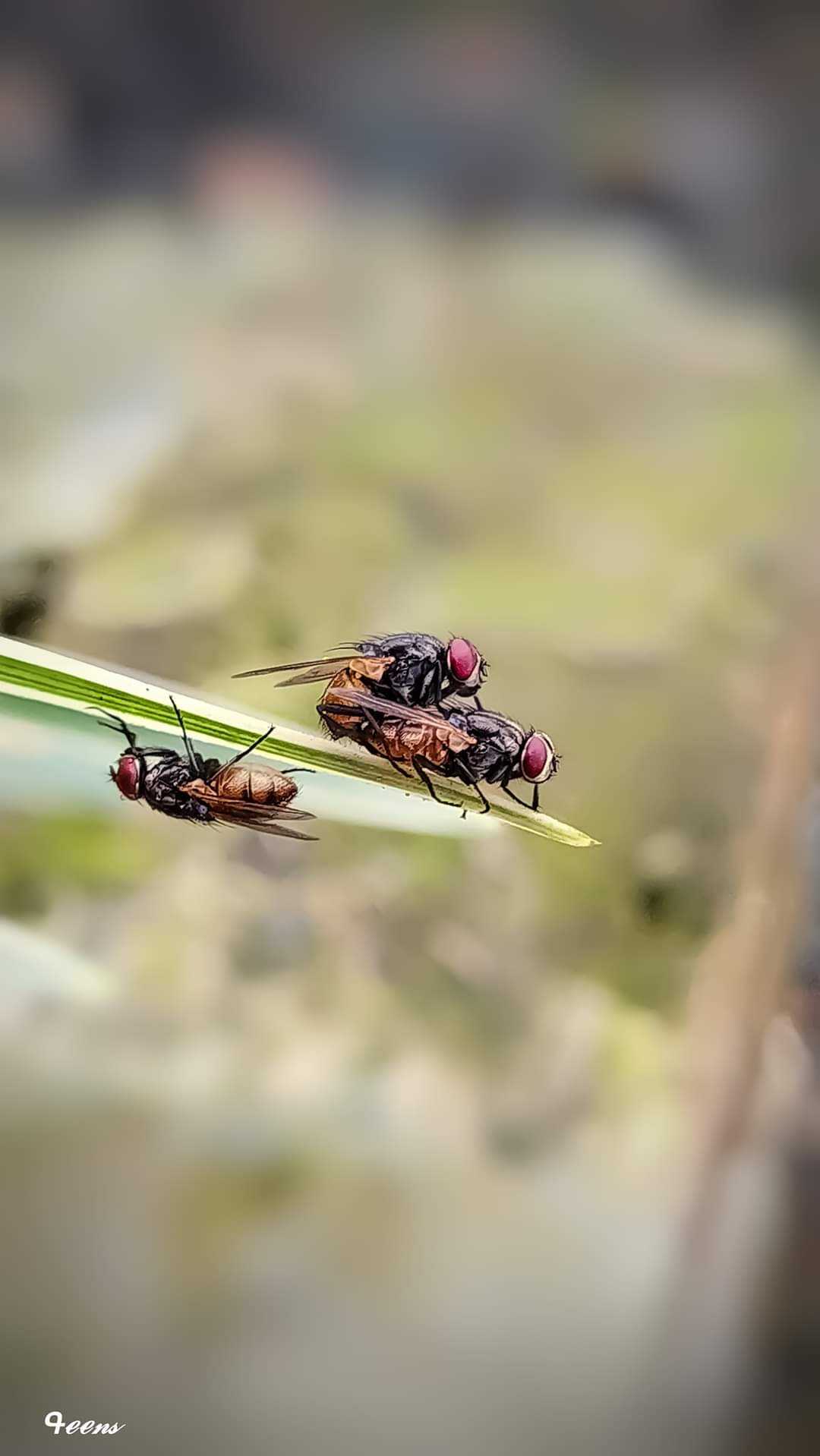Lalat