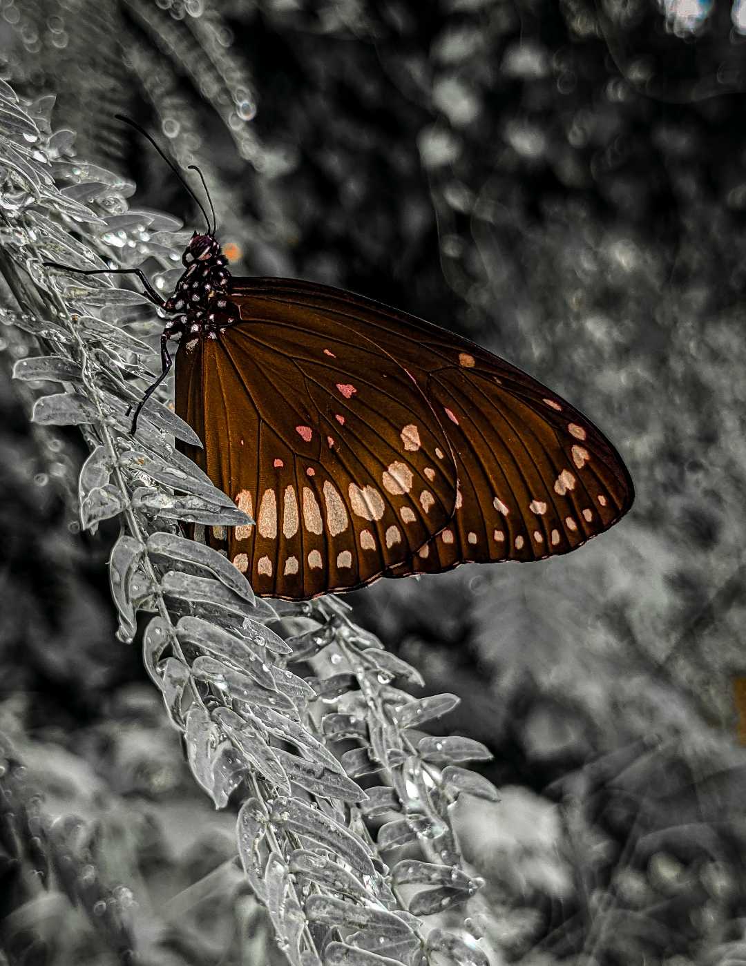 Flutter-by 🦋