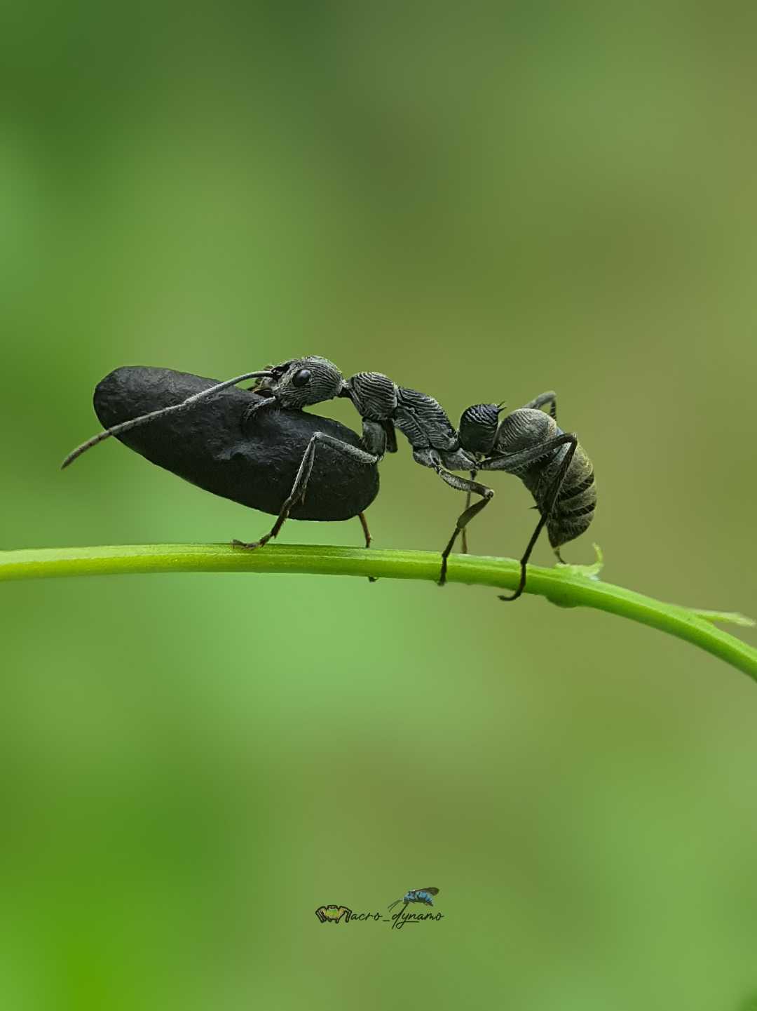 Mama carrying egg sac 