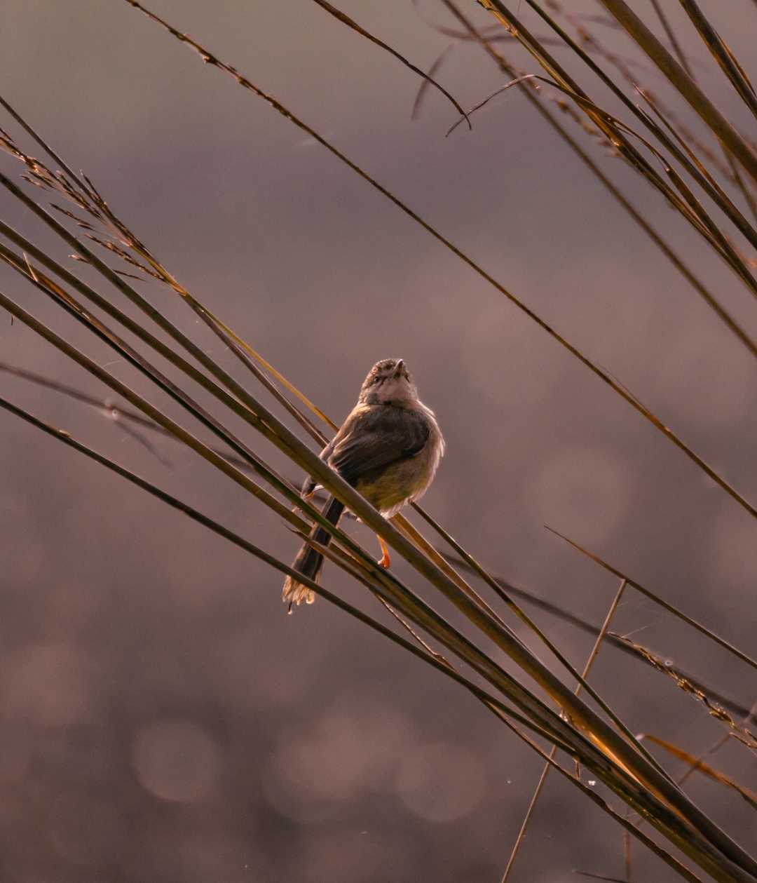 Karoo prinia.