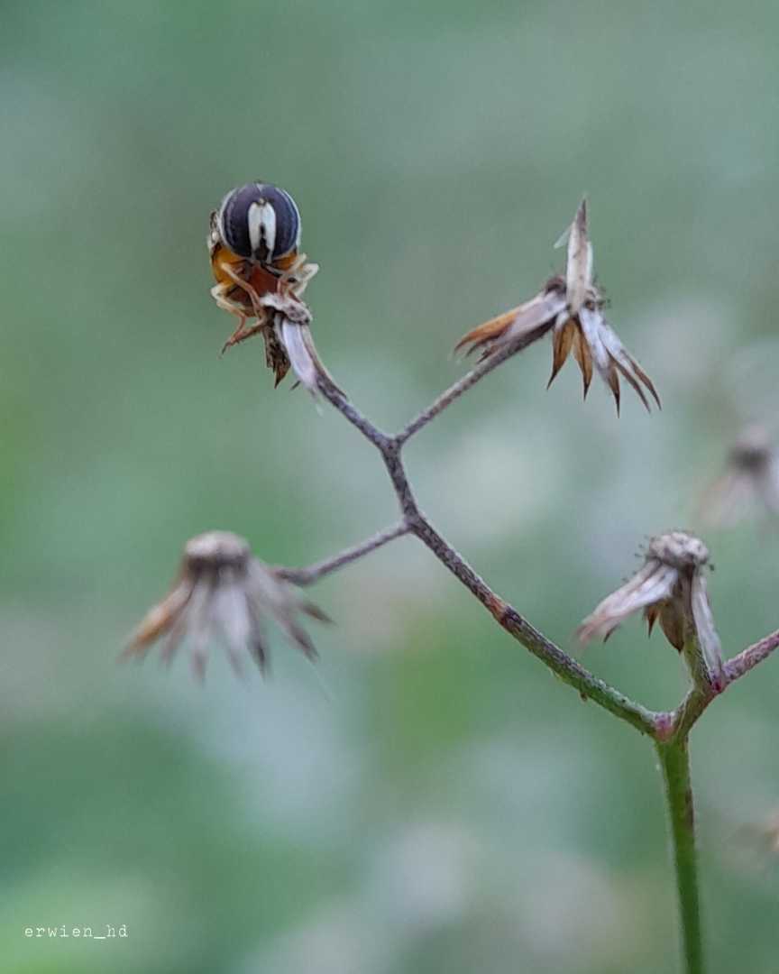 Hoverfly