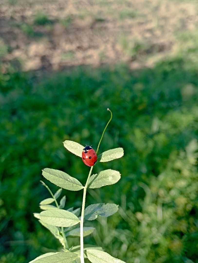 🐞🐞