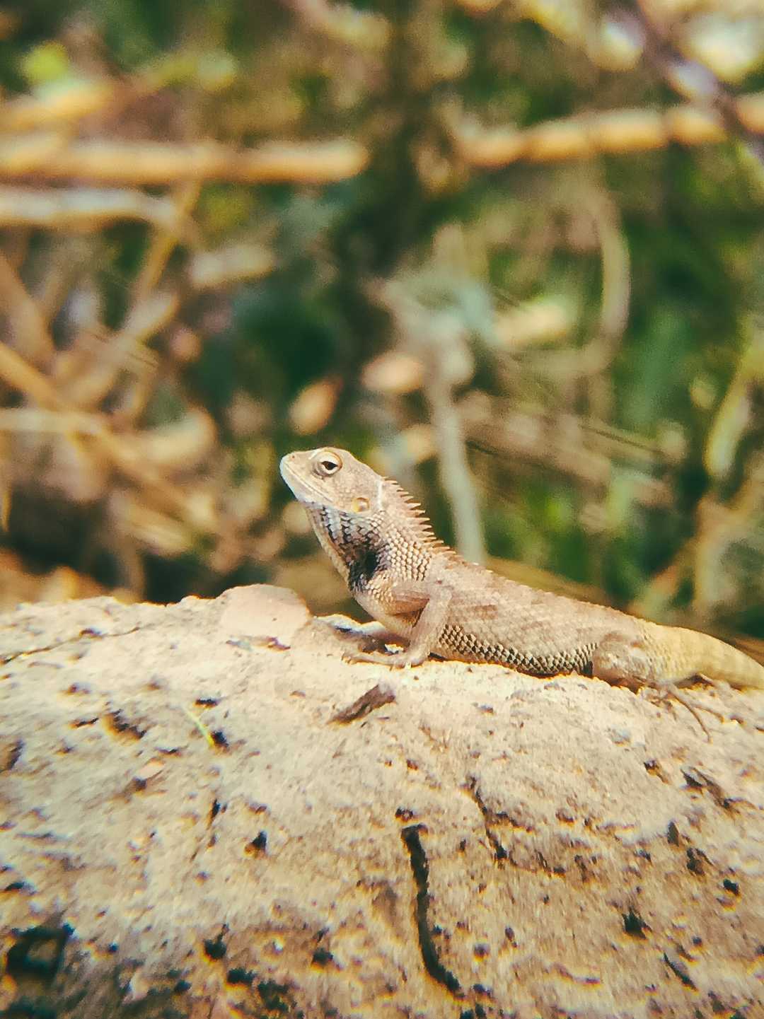 Garden lizard 