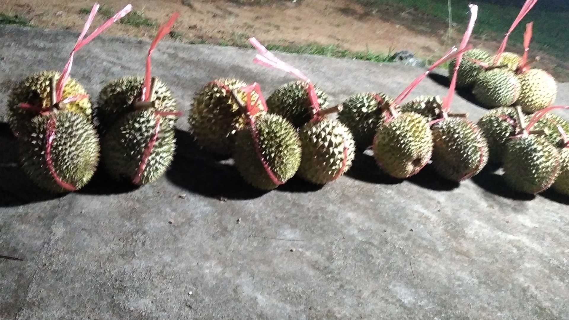 durian natuna
