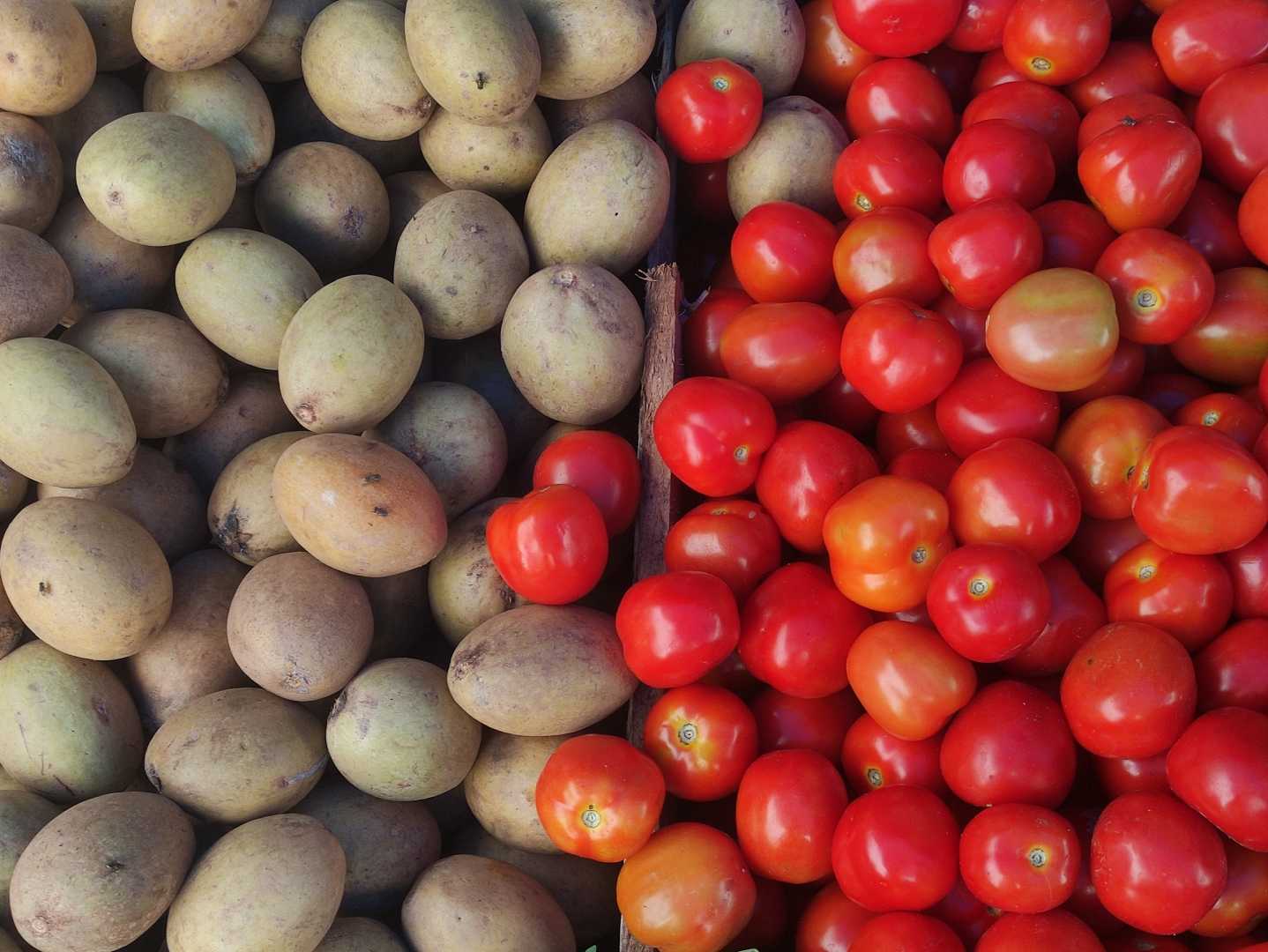 Buah Sawo VS Buah Tomat