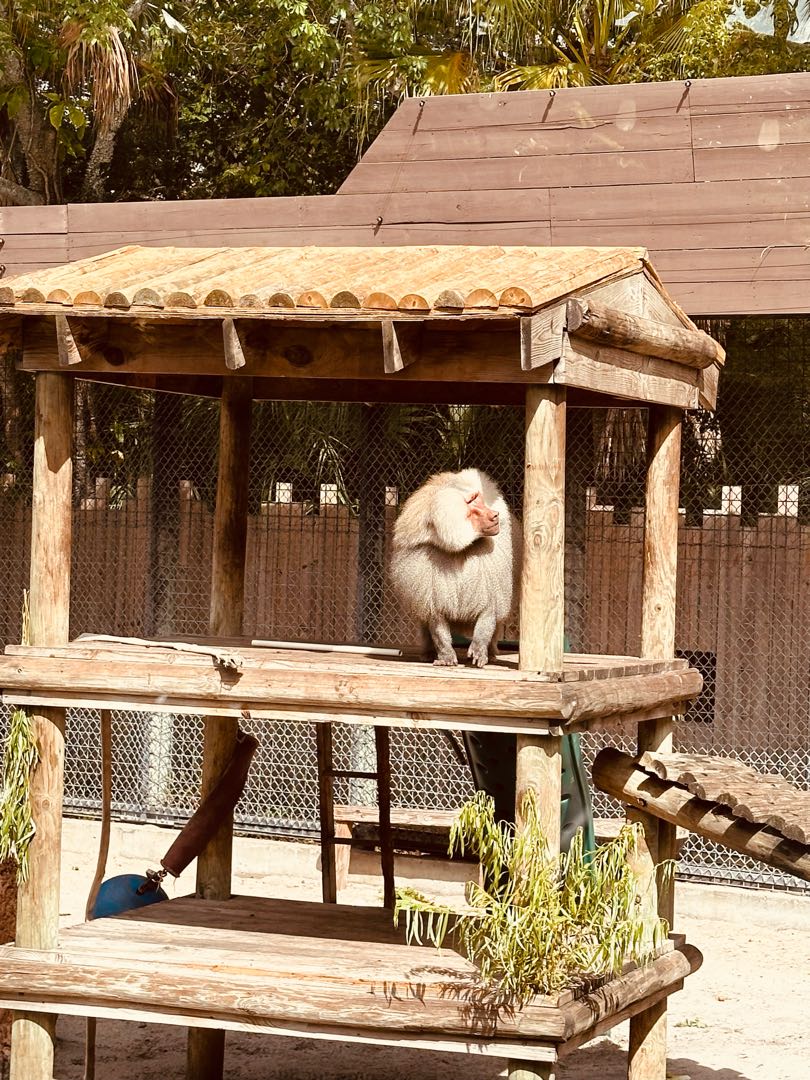 🐵