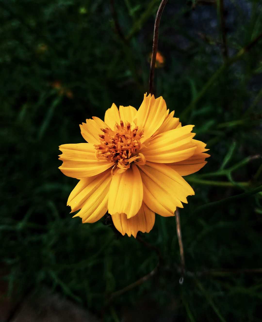 Marigold ☘️