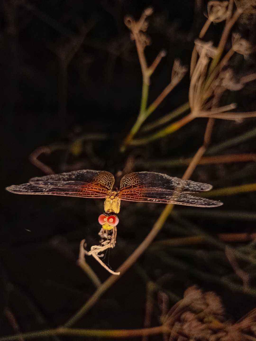 dragonfly