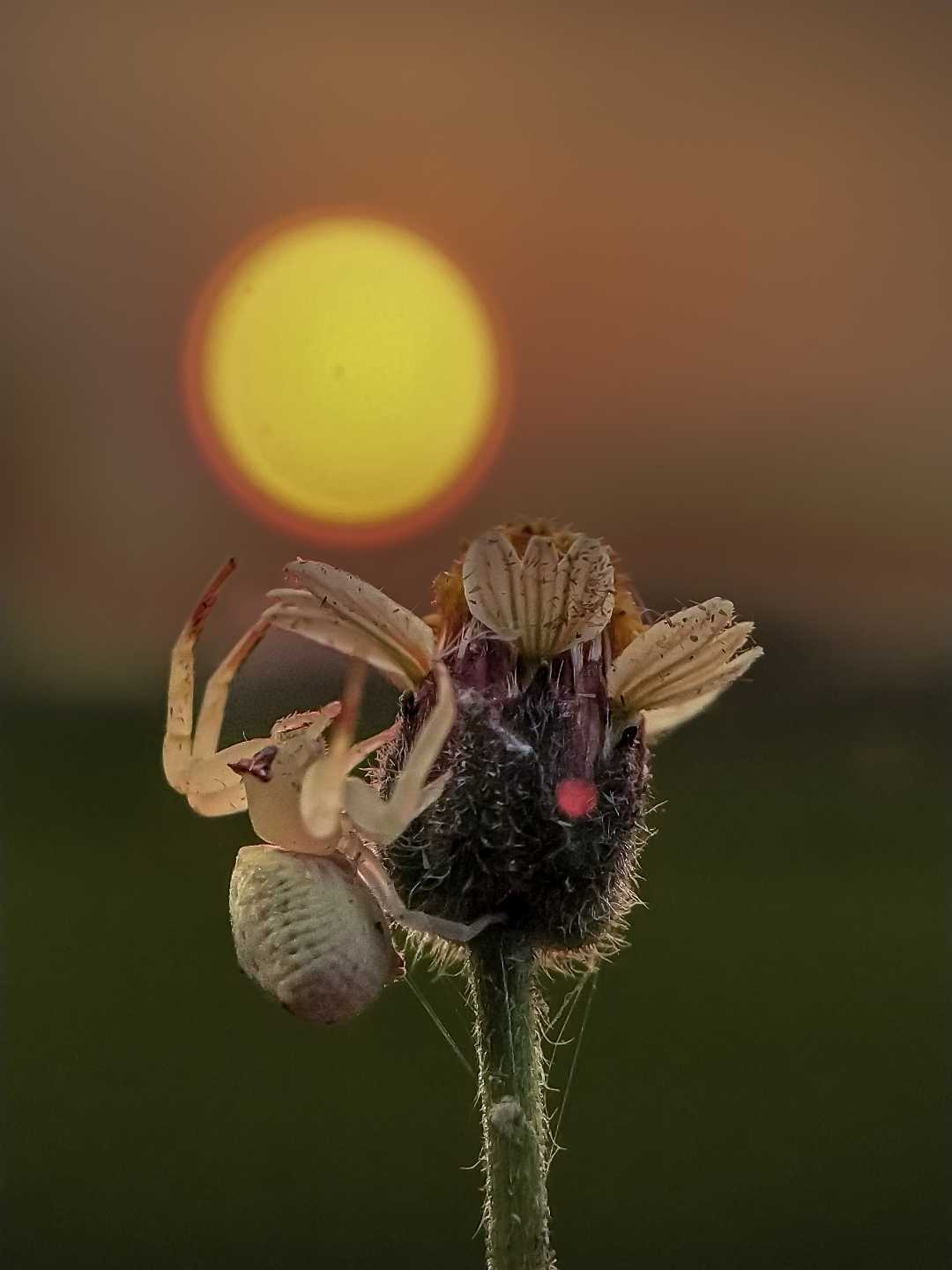 Crab Spider it's won style 