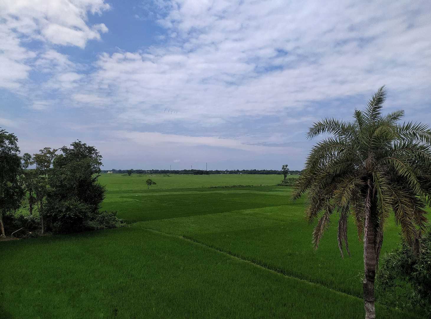 Beauty of rural Bengal💙