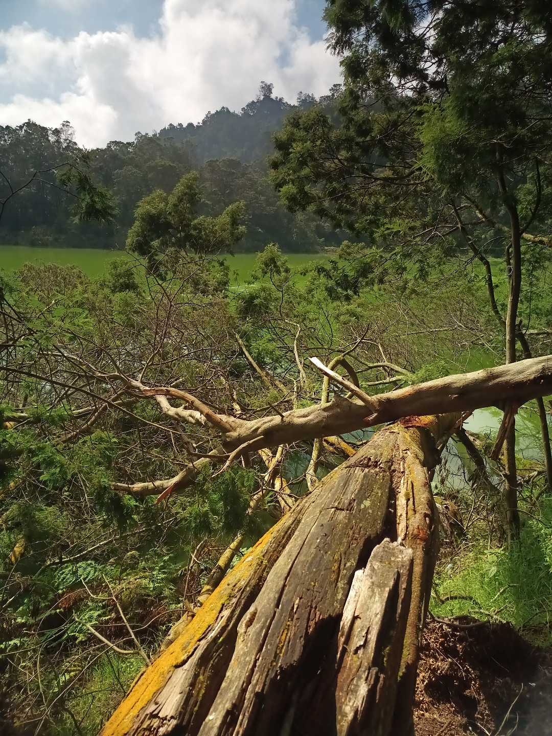 Pohon Tumbang di Tepian Telaga Warna