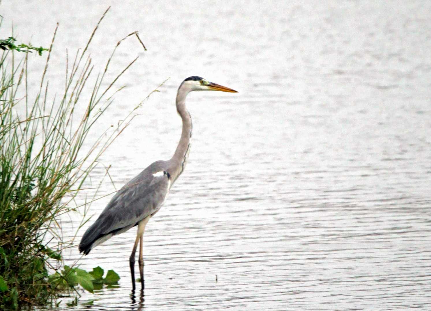 Grey Heron