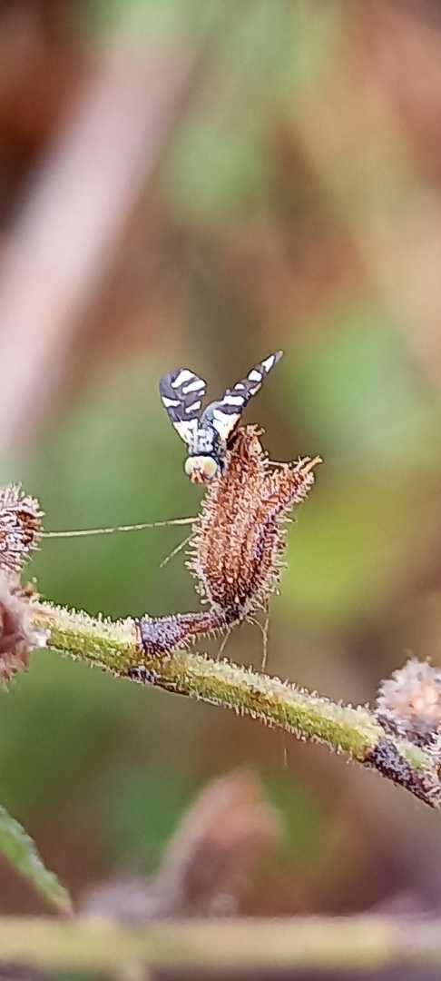 macro