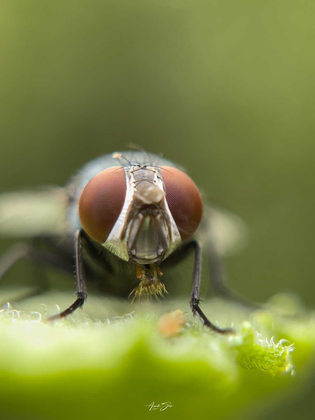 mobile macro photography (House fly)