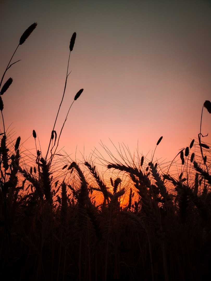 Sunset During The Wheat 🌾 Season