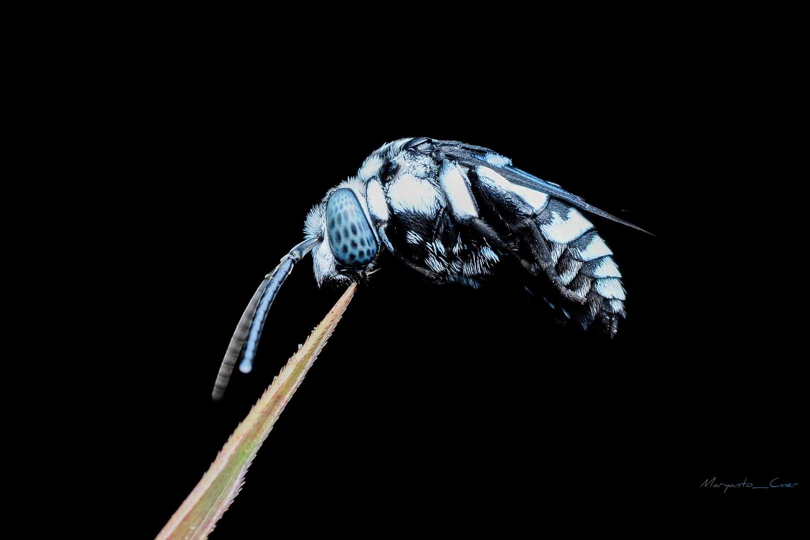 Thyreus nitidulus