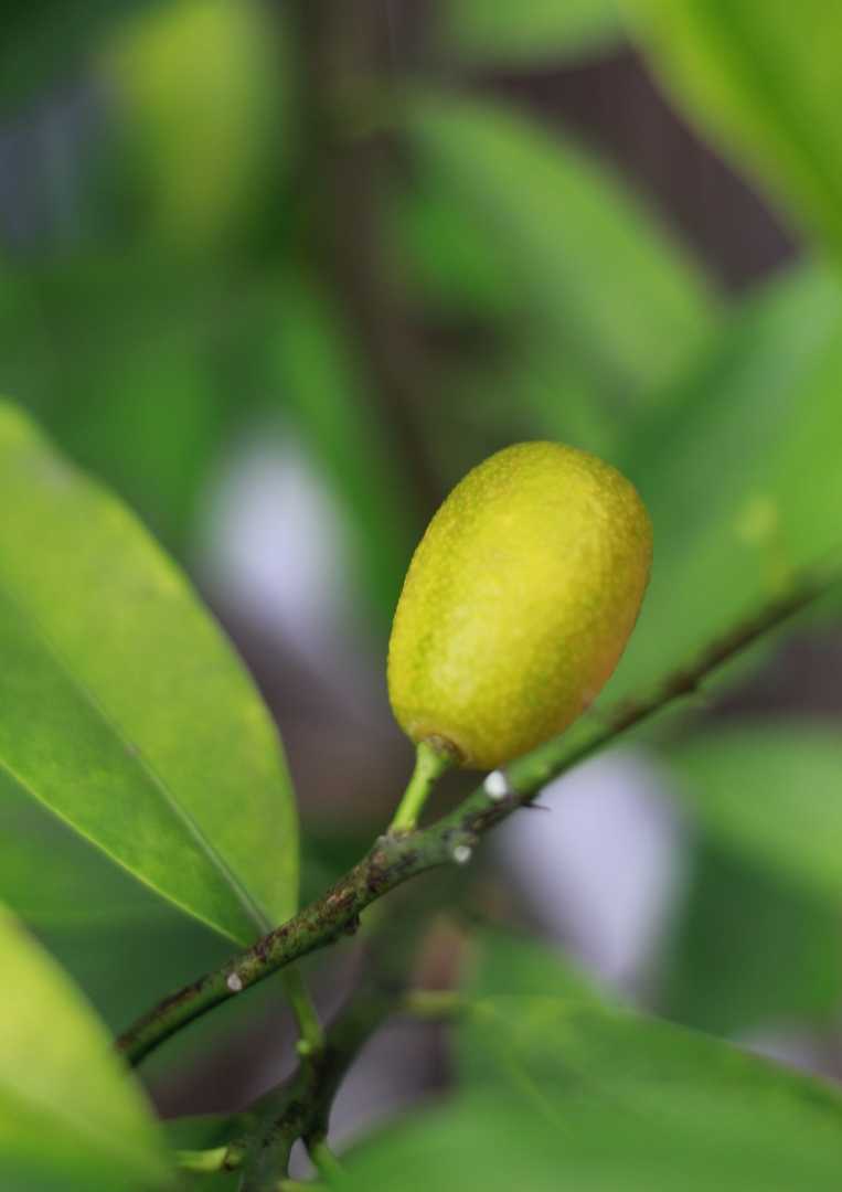 Jeruk Nagami Menguning 