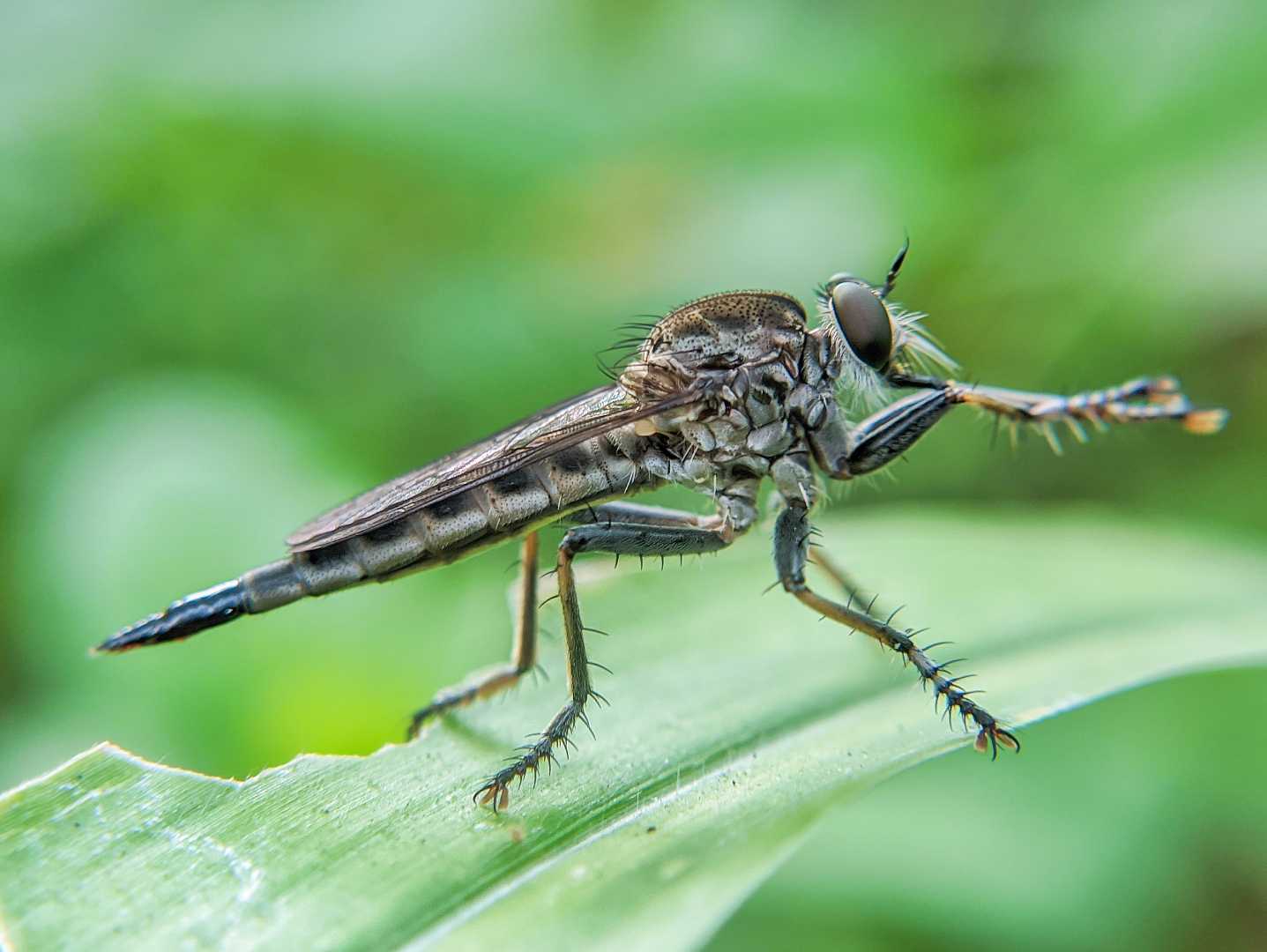 Robber Fly