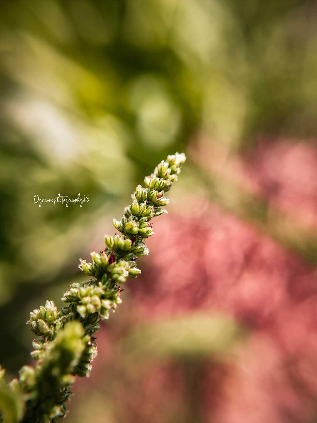 Macro Photography 🍃