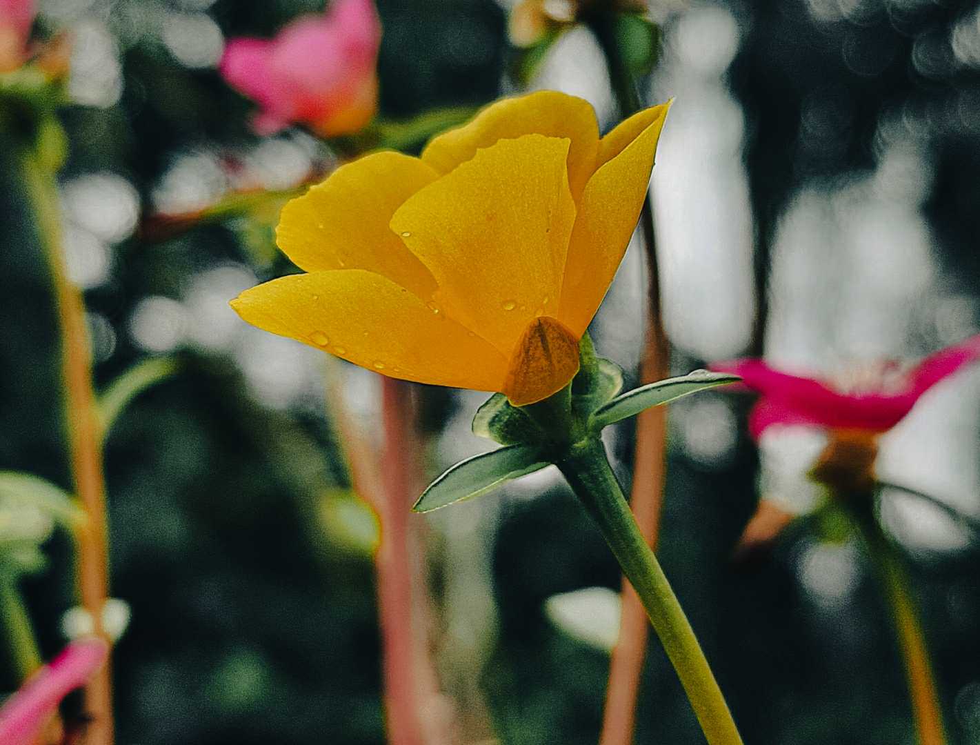 Touch of Nature 💛💚💛