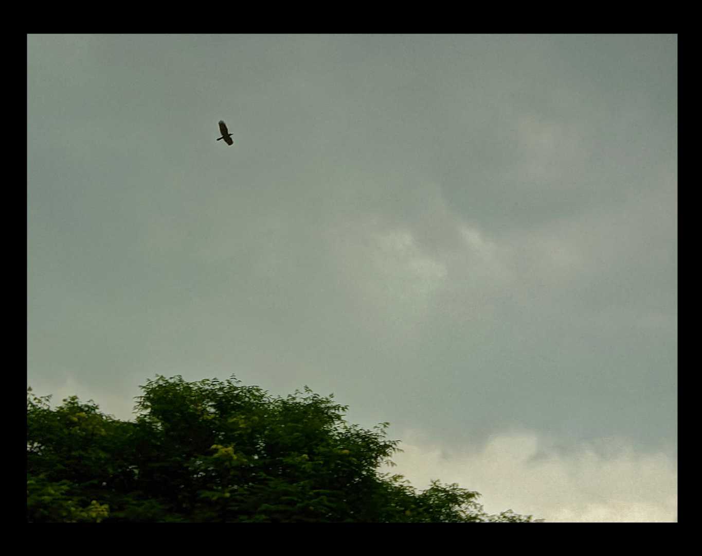 Flying Bird on the background of a Blue sky ☁️🐦