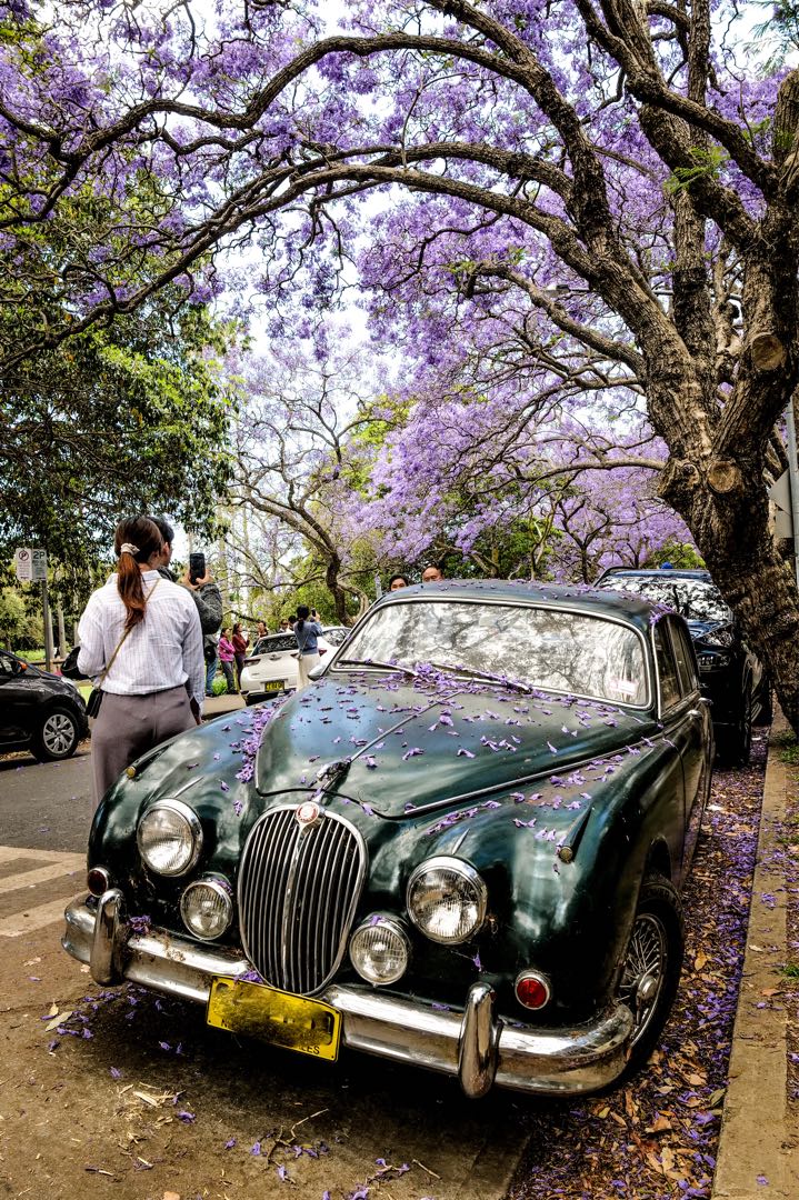 Jacarandas