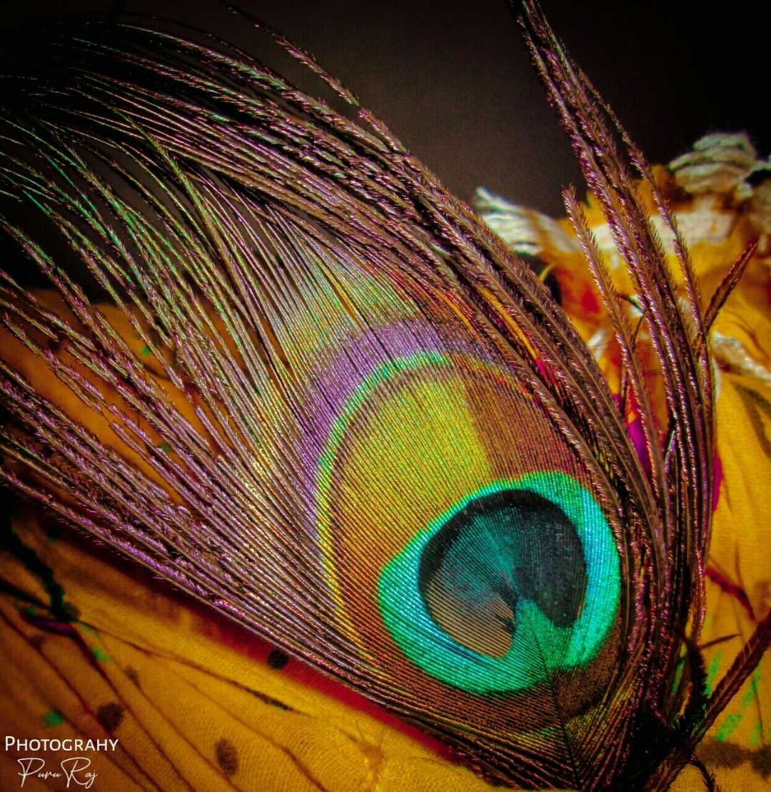 Feather of Peacock 