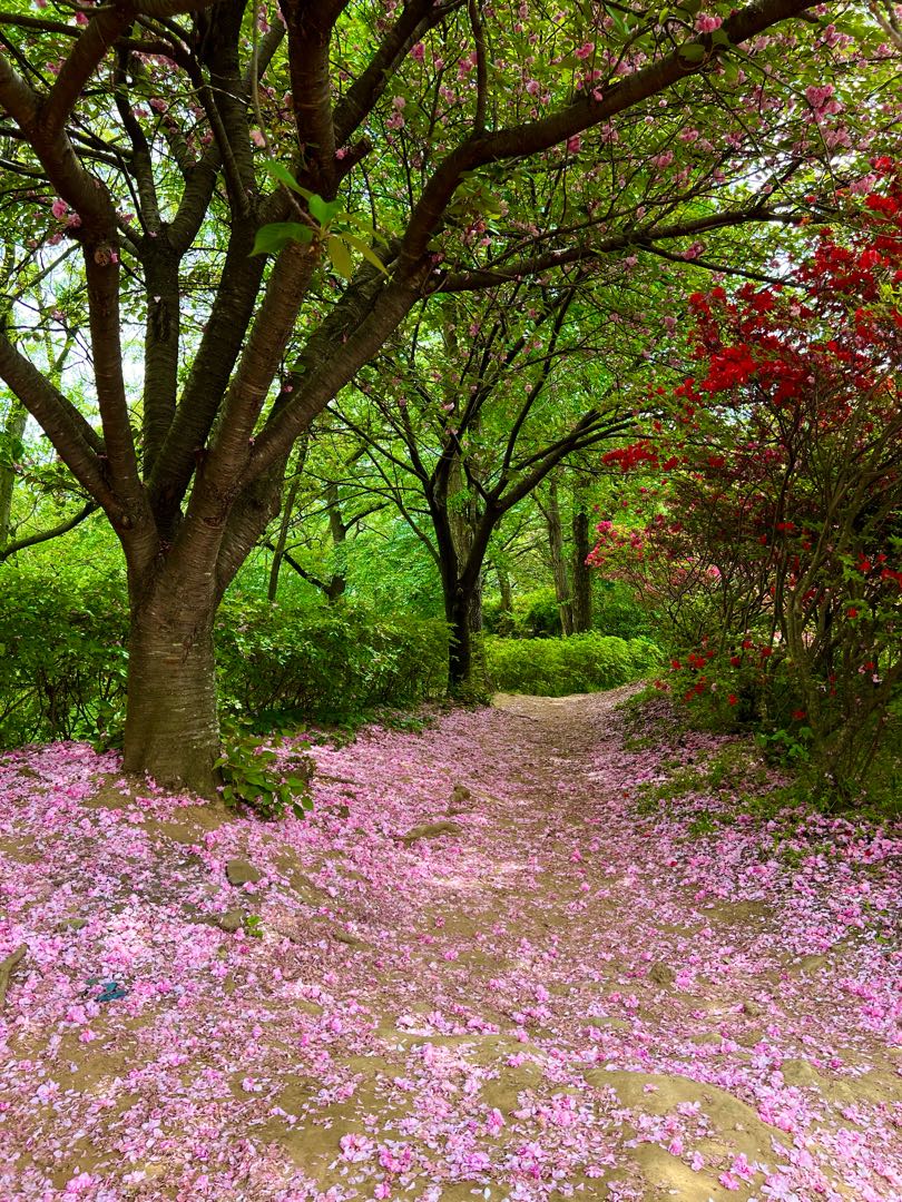 Cherry Blossom Season