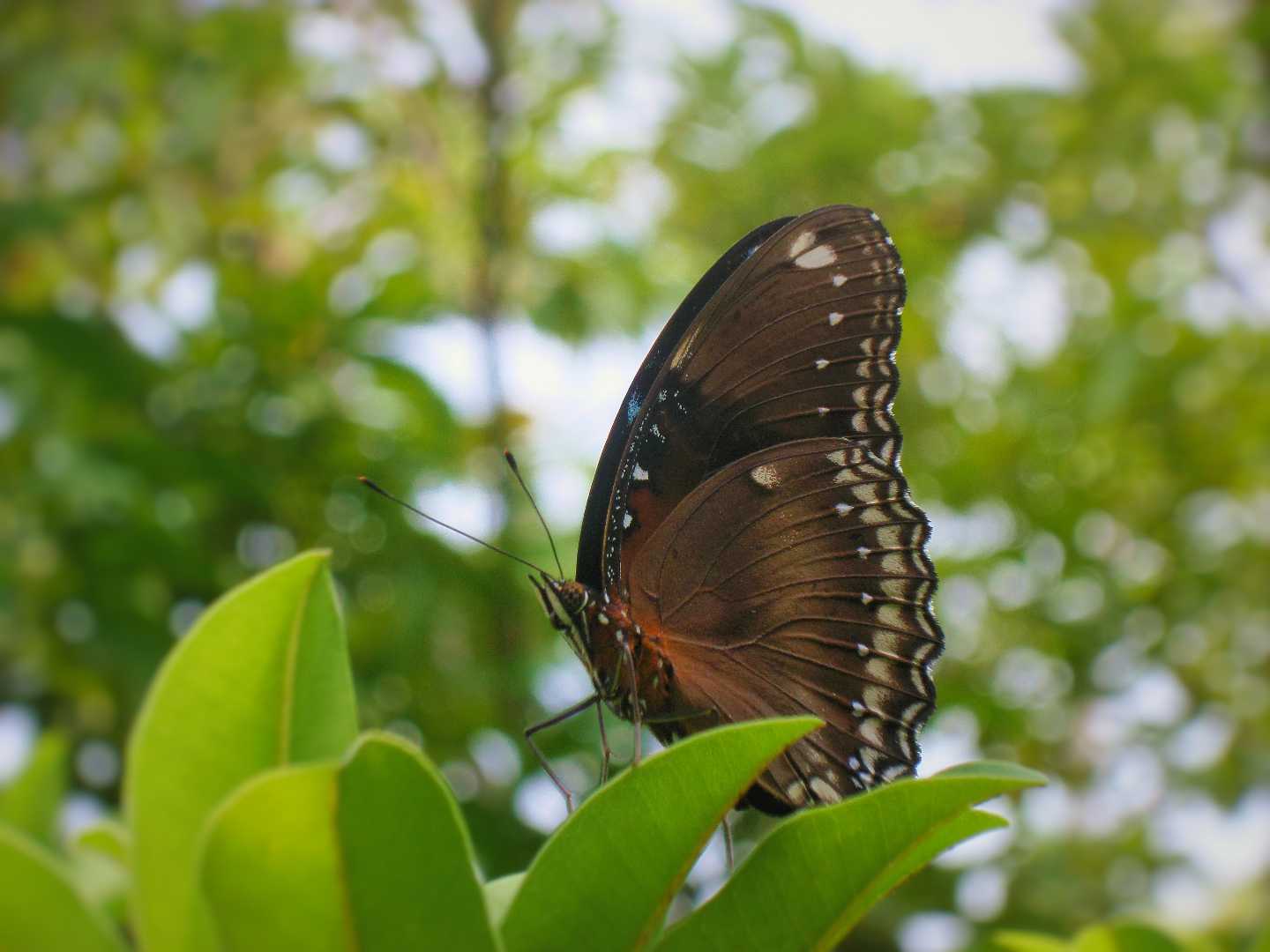Butterfly
