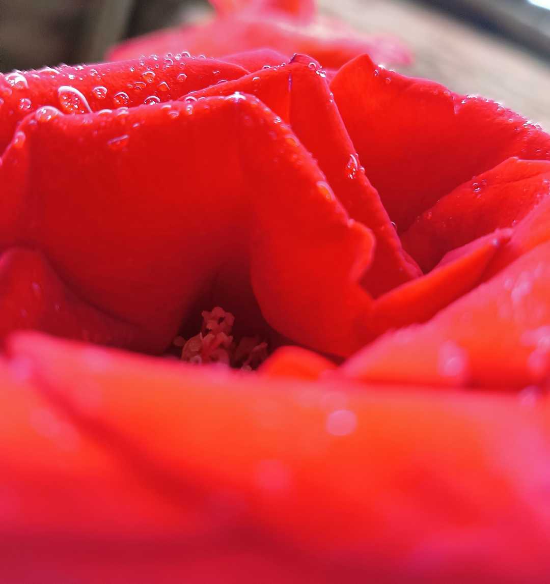 Roses are red 🌹