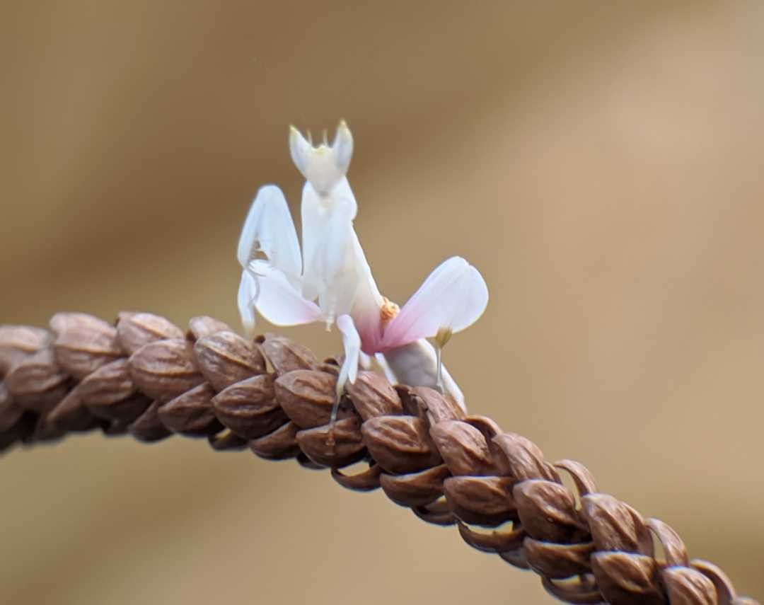 Orchid mantis