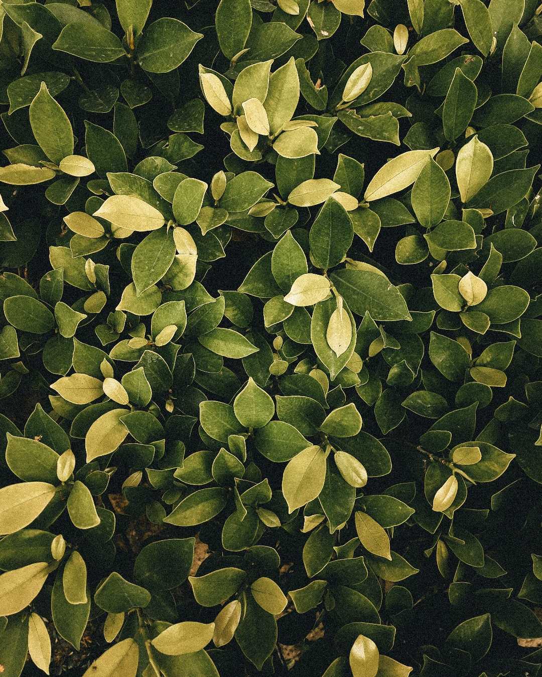 Greenery