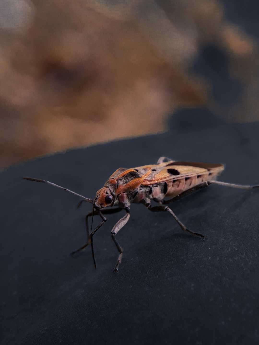 Spilostethus pandurus

