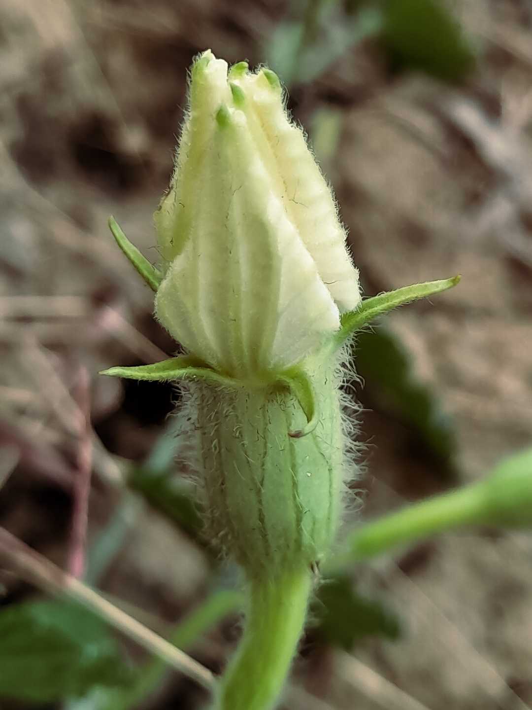 Bunga Labu Air