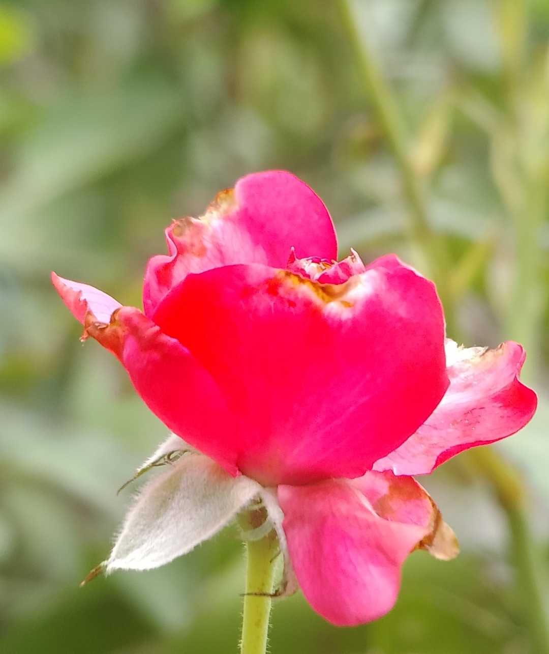 Rosa chinensis