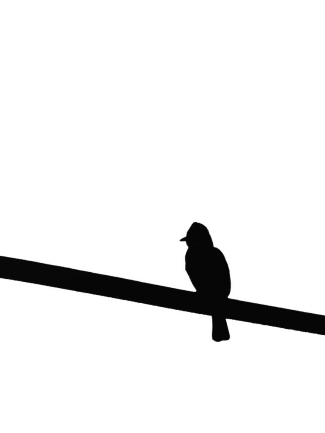 silhouette of bird
