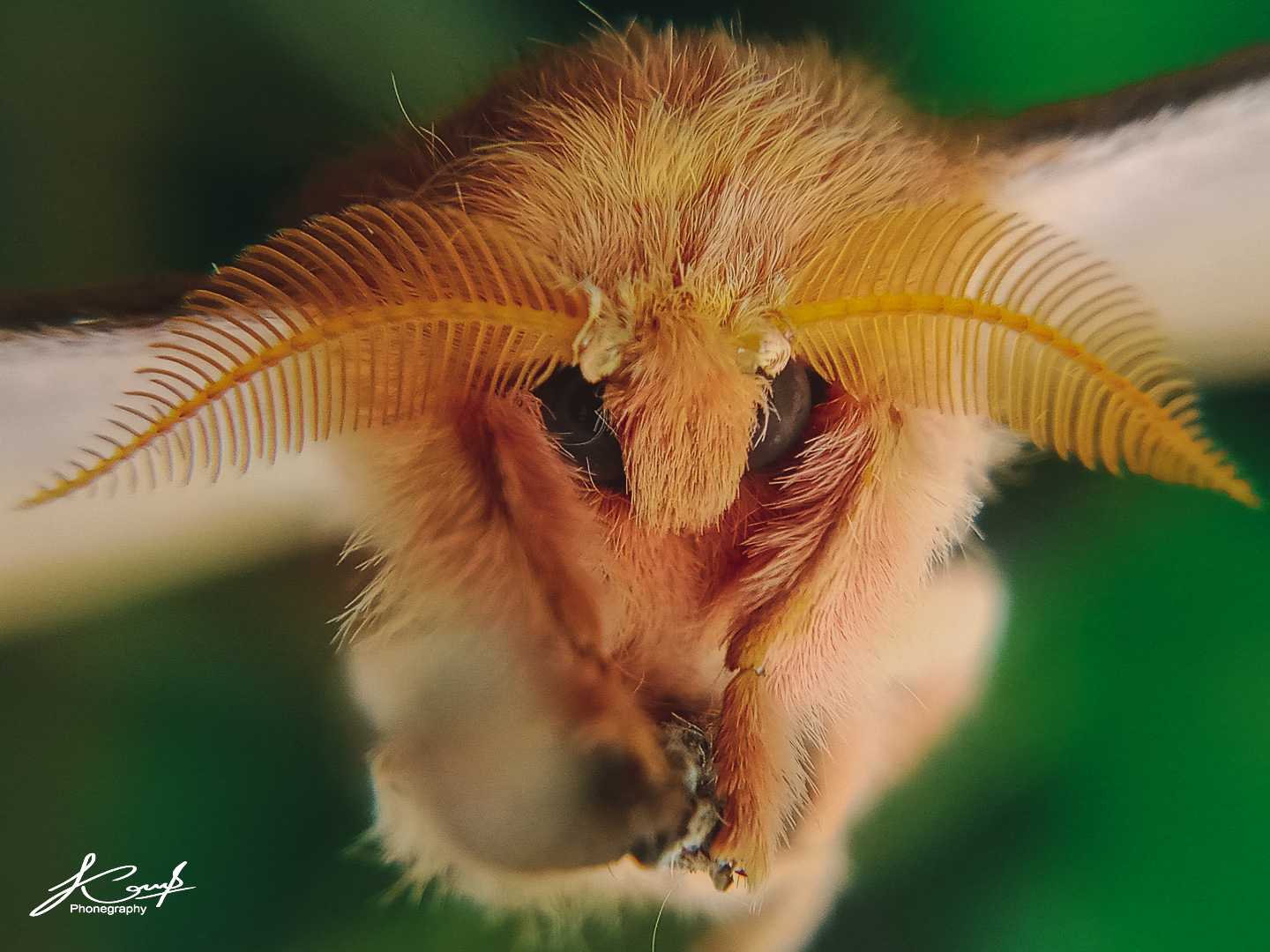 Saturniidae