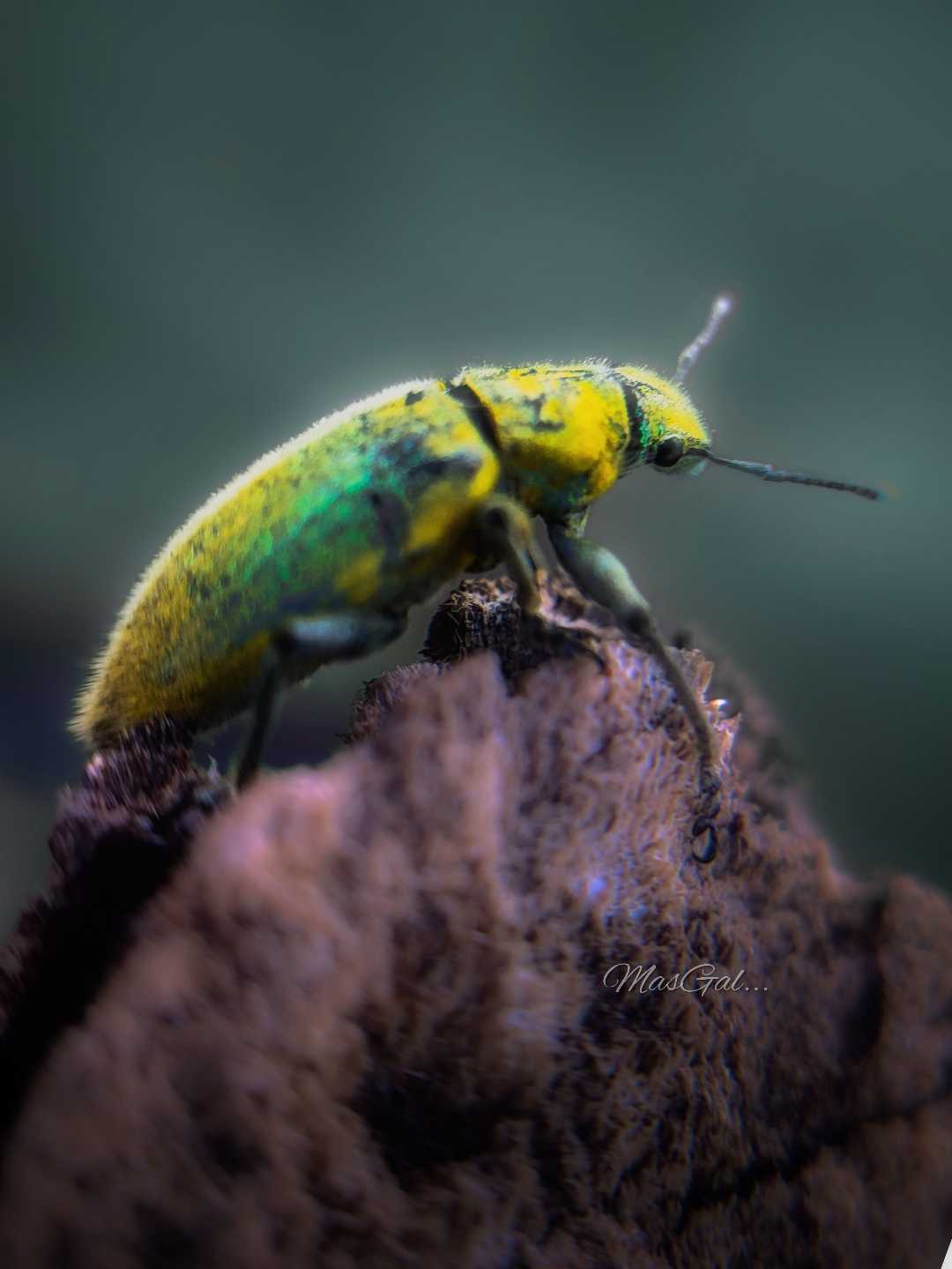 Weevils