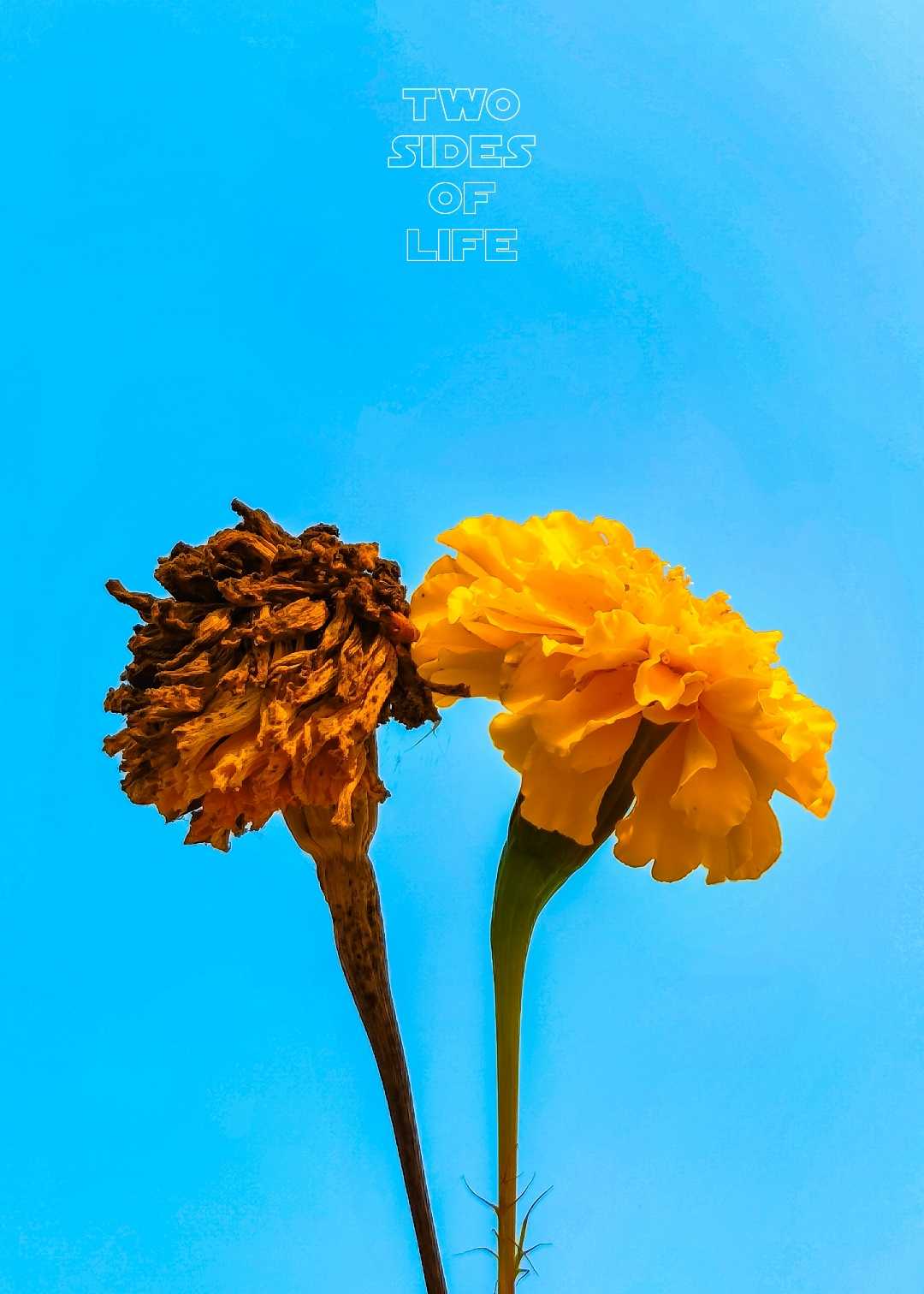 TWO SIDES OF LIFE 