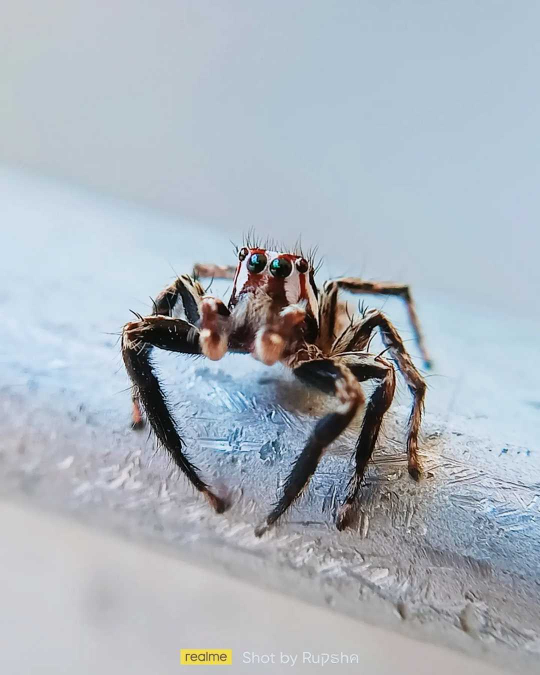 spider 🕷️